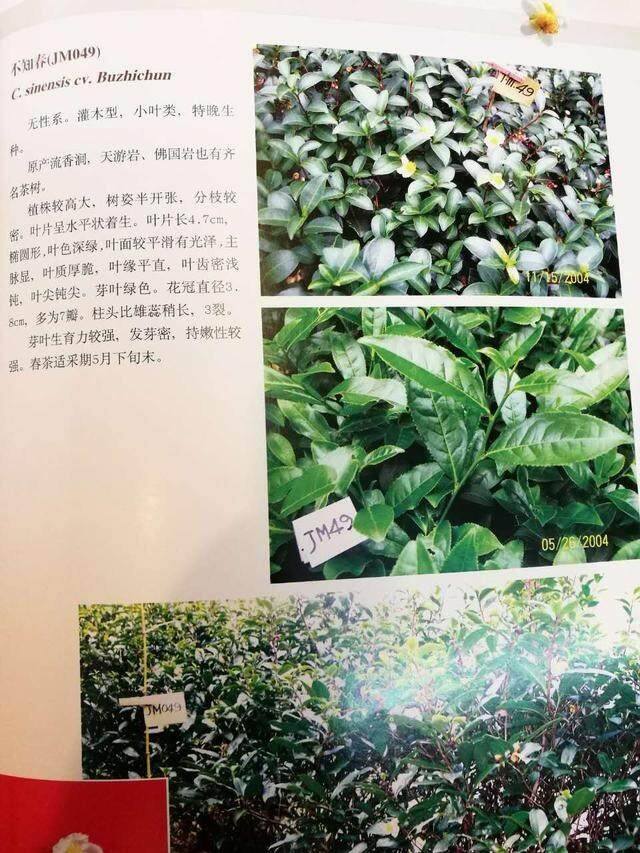 武夷岩茶品种茶传记：春过始发芽，真是不知春
