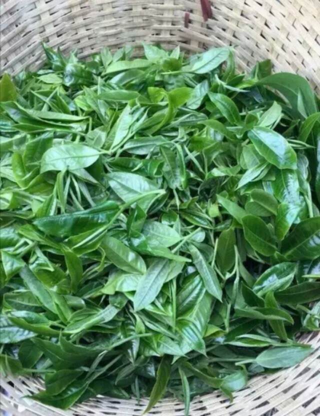 普洱茶大叶种和中小叶种的区别