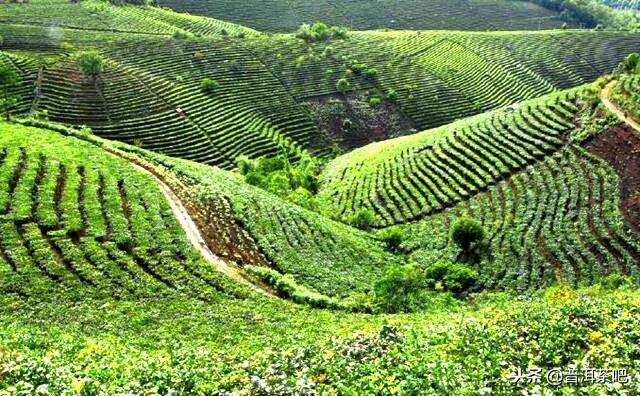 勐海为何能成为“普洱茶第一县”？