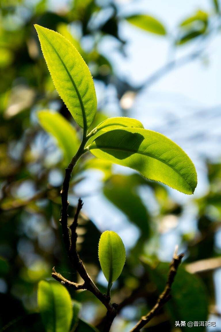 「干货分享」详解普洱茶茶树种类分类