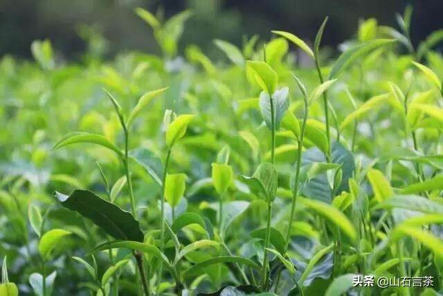一年当中哪一个季节生产的茶叶最香？