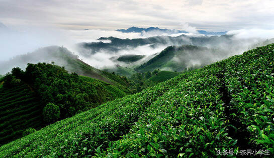 绿茶产地（11）——广西名优绿茶