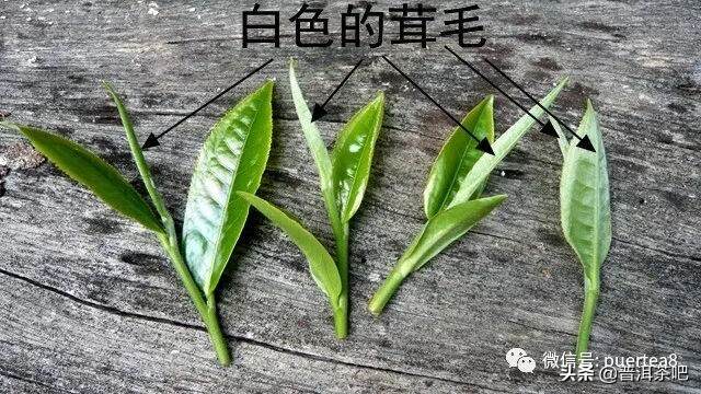 【入门干货】普洱茶原料鲜叶的特点
