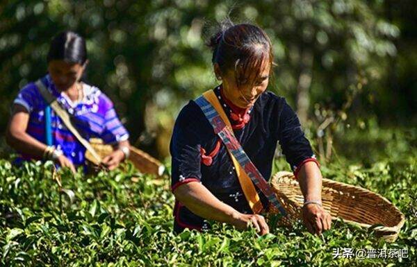 云南“茶文化”系统被列入中国全球重要农业文化遗产预备名单