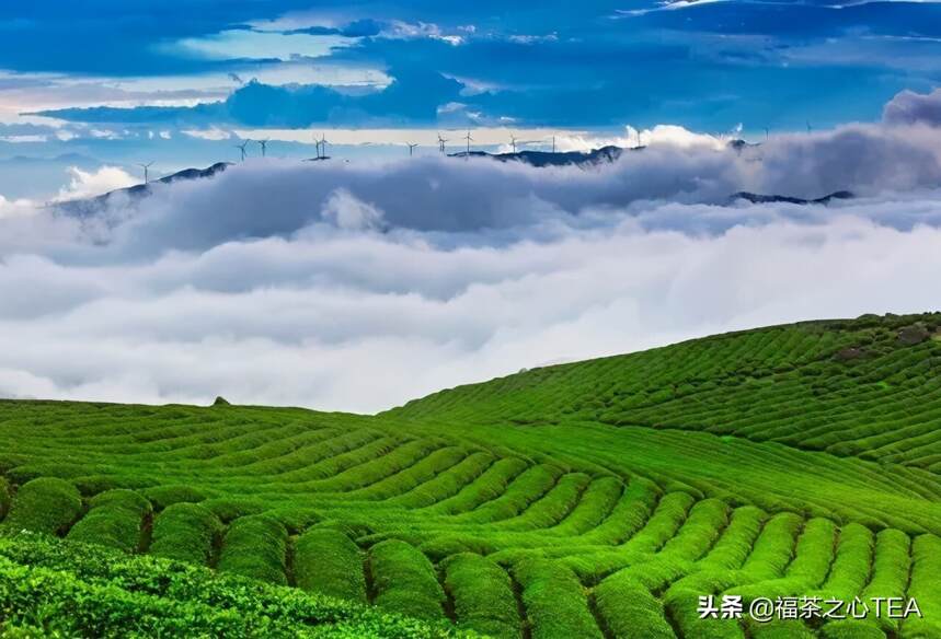 茶史篇 | 回望中国茶叶100年（完整版）