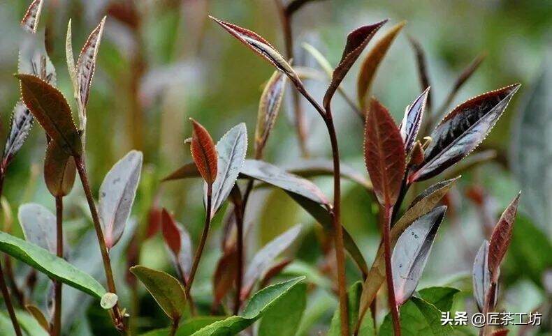 印象国茶 | 古树紫芽，品味国茶魅力