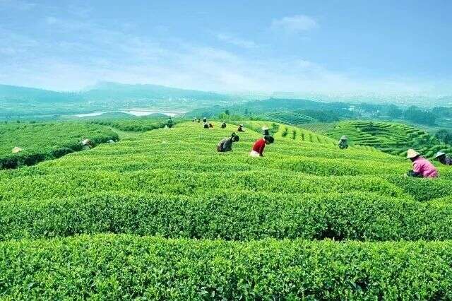 未来4年，湖北茶产业“高飞”应瞅准这3大方向