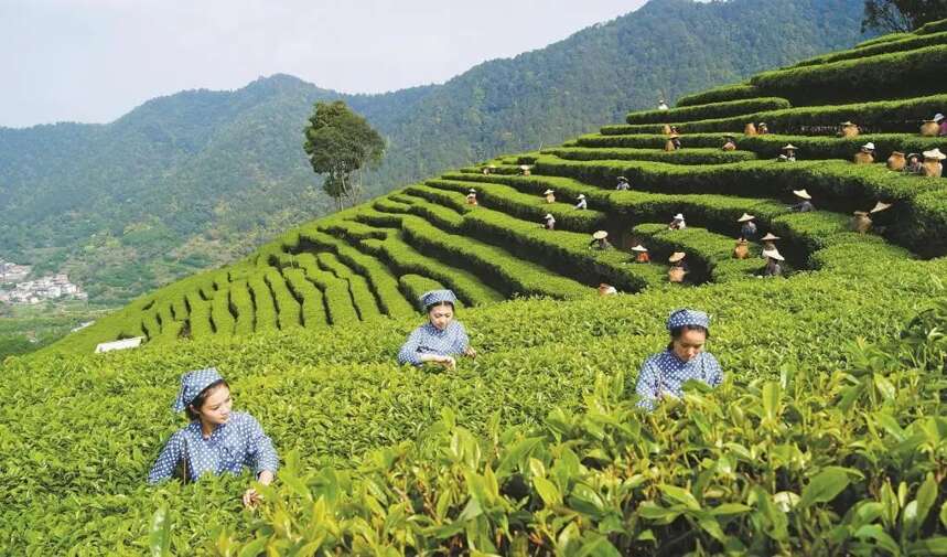 茶在中国：不只是饮品，更是历史