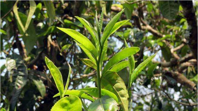 云南有哪些茶树品种？哪些品种更适合制普洱茶？