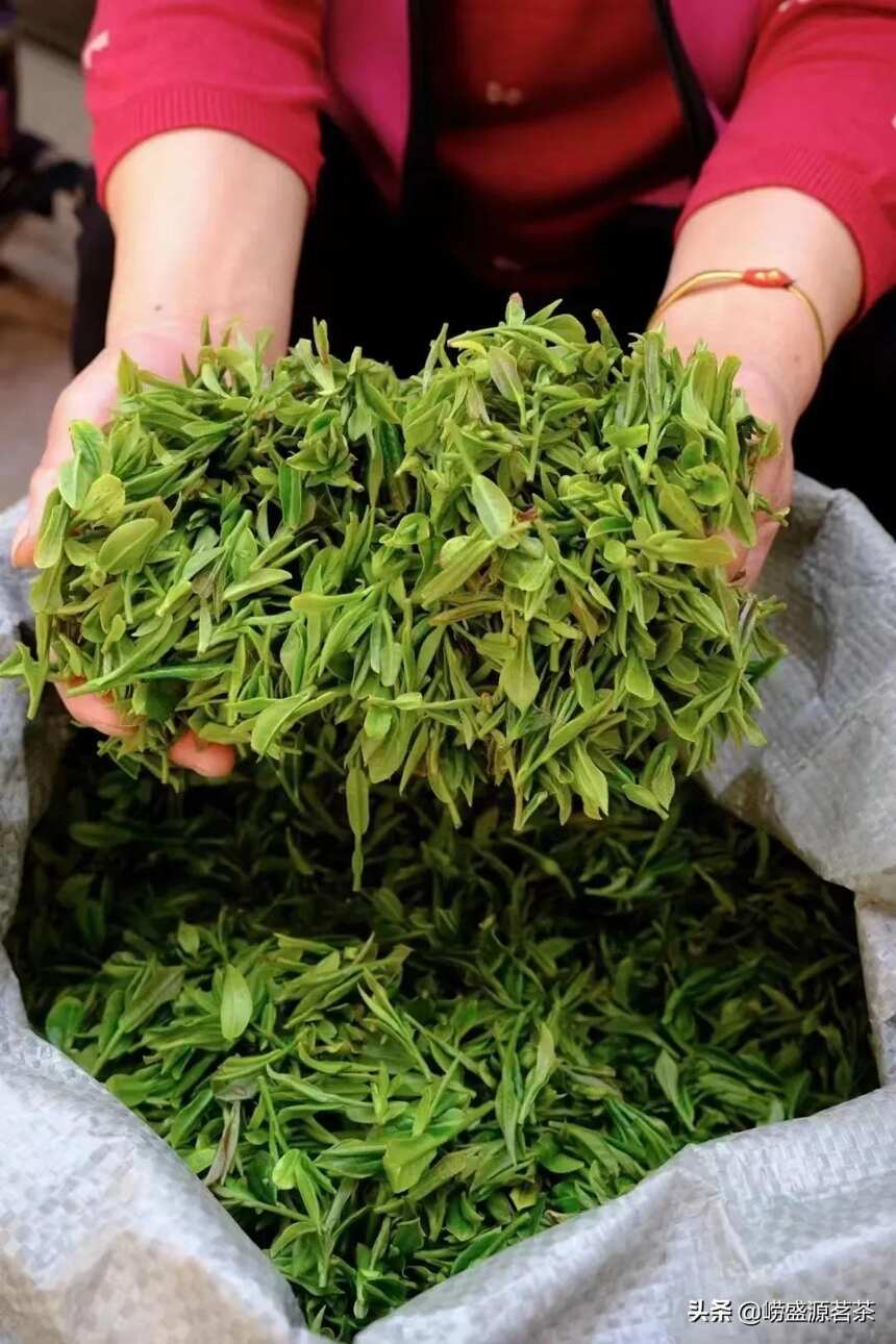 原产地茶场直销的崂山茶支持批发零售