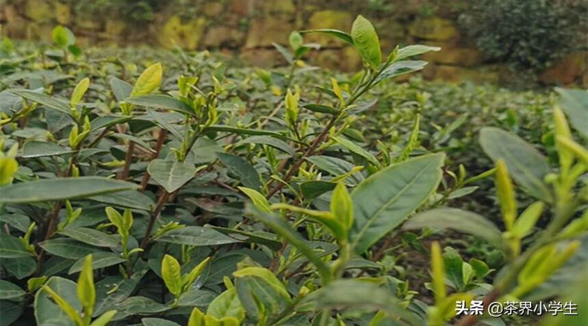 从茶叶分类和科学功效，聊聊疫情后茶叶产业的发展机遇