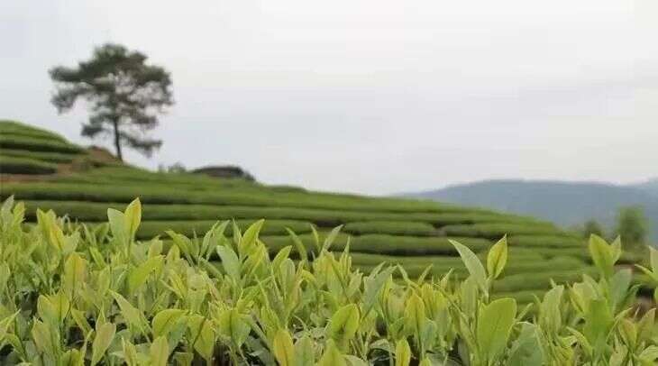 武夷岩茶常见36种茶树品种