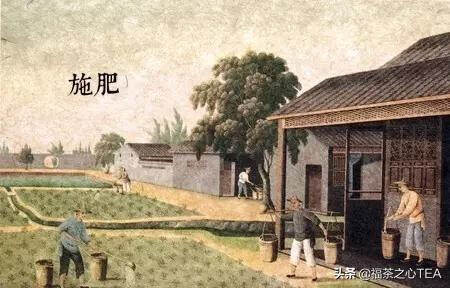 茶史篇 | 广州十三行外销茶叶，被西方世界誉为“绿色的黄金”