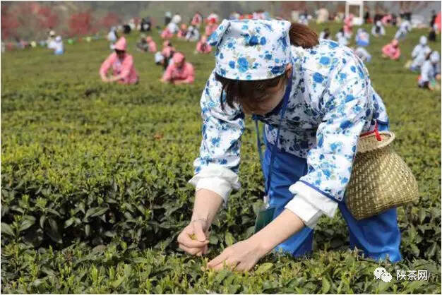 李龙安：紫阳茶品牌利用与维护