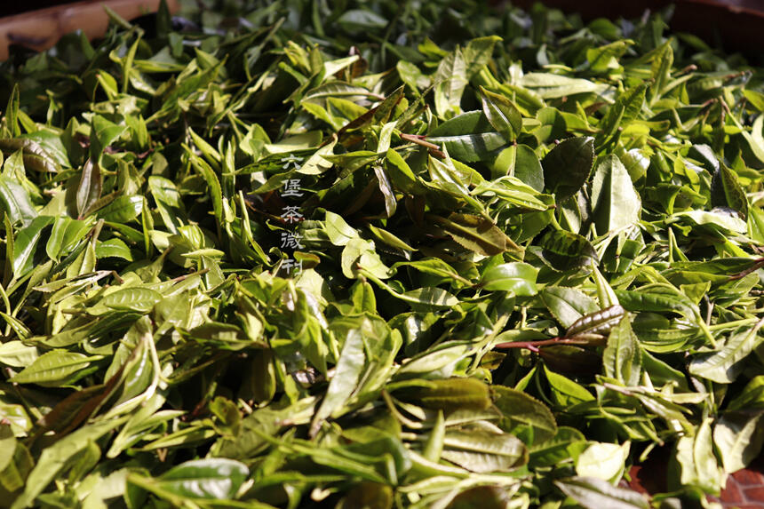 六堡茶文化习俗：神奇的“看门茶”