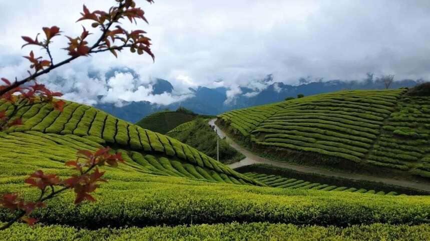 2022年中央一号文件，传递出这些茶产业发展新信号