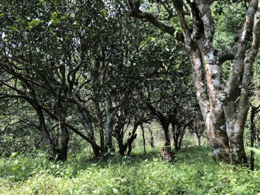 为什么大面积古茶树只出现在云南？