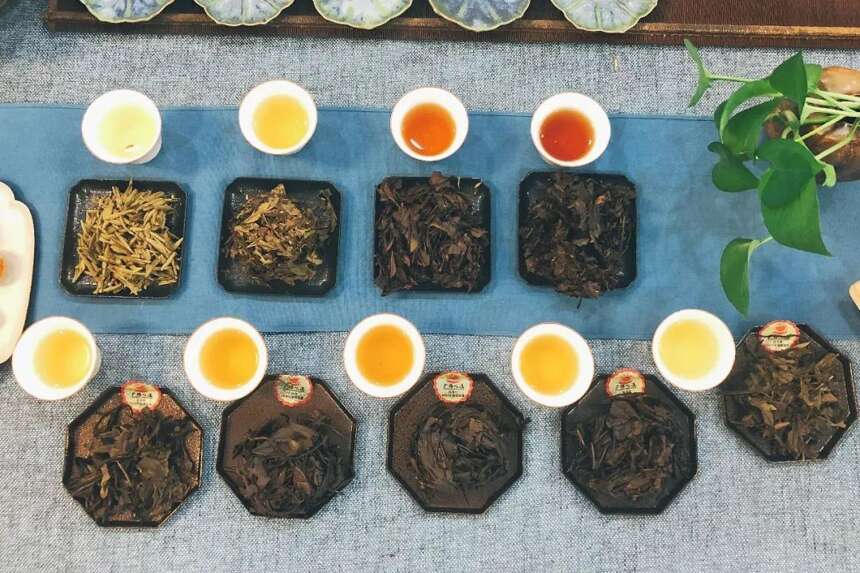 如何用茶底辨别白茶的好坏？什么是白茶鉴定“五大专家”？
