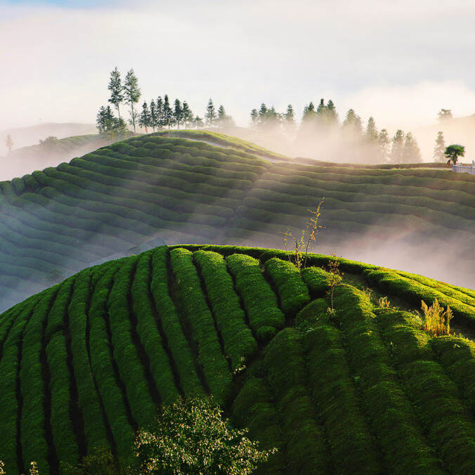 农业农村部专家支招，如何加快转变茶业发展方式