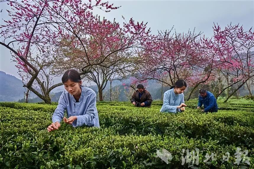因茶而兴，因茶致富 | 利川毛坝镇探索茶旅融合发展路径
