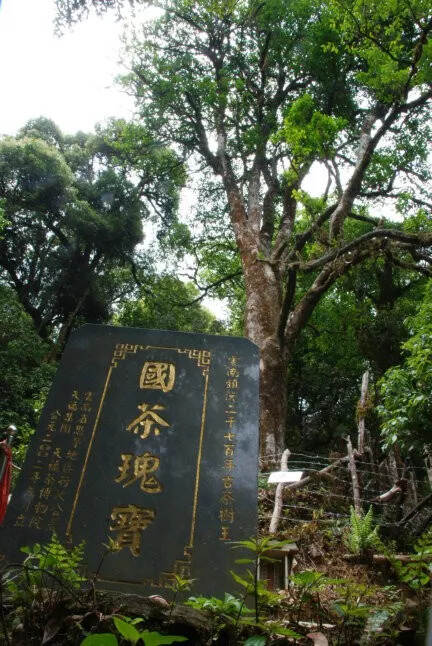 细数那些千年茶王树，最早一棵出自商代