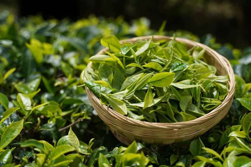 跨界合作吃干榨净每片叶子，为宜昌茶打开新销路
