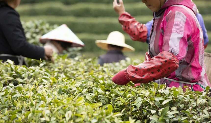 建始县马坡百年茶树王，仍存一株年产鲜叶88斤