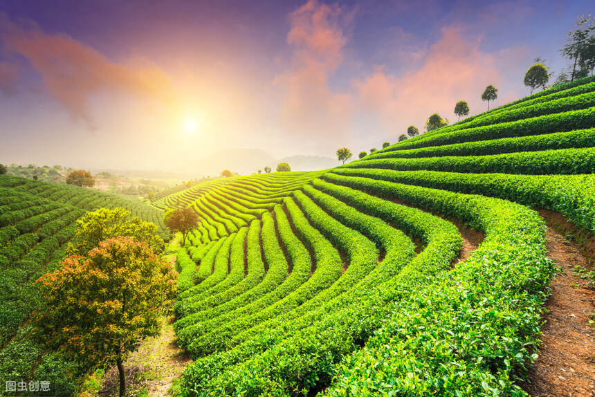 因茶兴业，因茶致富，生态是陕茶的核心竞争力