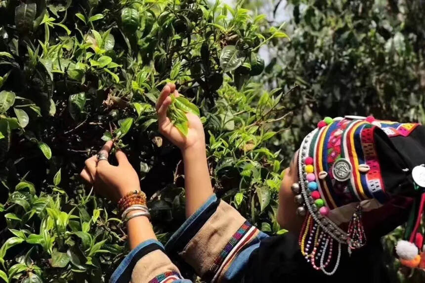 大曼松：顶级名山茶的大产业链开发之路