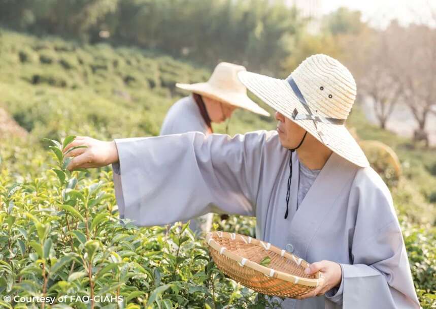 屈冬玉：茶叶促进世界消除贫困和饥饿