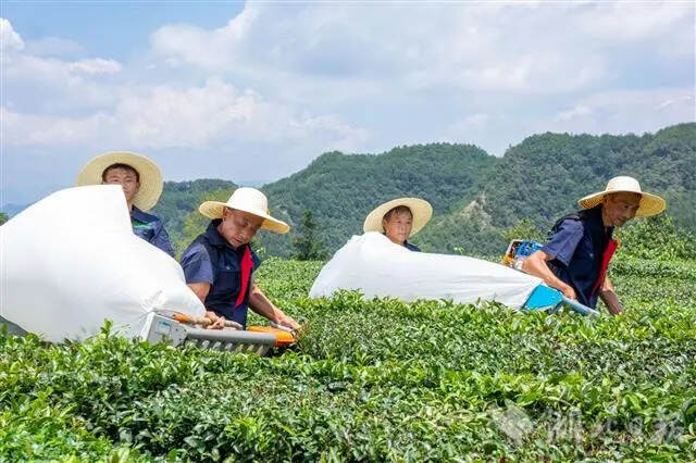 加大技术投入！保康茶叶生产正如火如荼