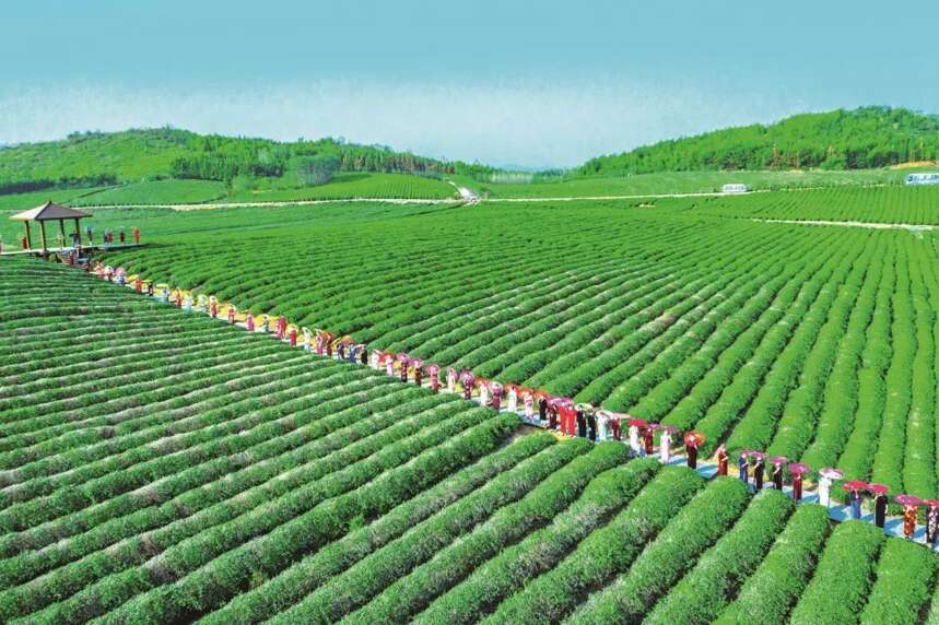 实施一周年，《湖北省促进茶产业发展条例》带来这些变化