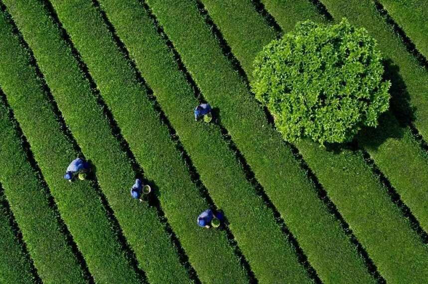 中国茶叶批发市场经营情况调研报告（节选）