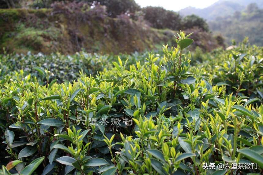 寻茶之旅：代代相传的味道，广西六堡茶人的坚守与传承