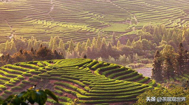 岩茶的绝佳环境：岩茶的风骨，生于烂石；岩茶的花香，来自仙境