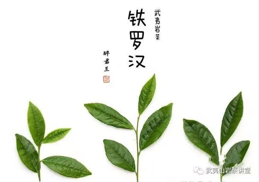 「习茶有道」武夷山四大名枞之首“铁罗汉”心有猛虎嗅蔷薇