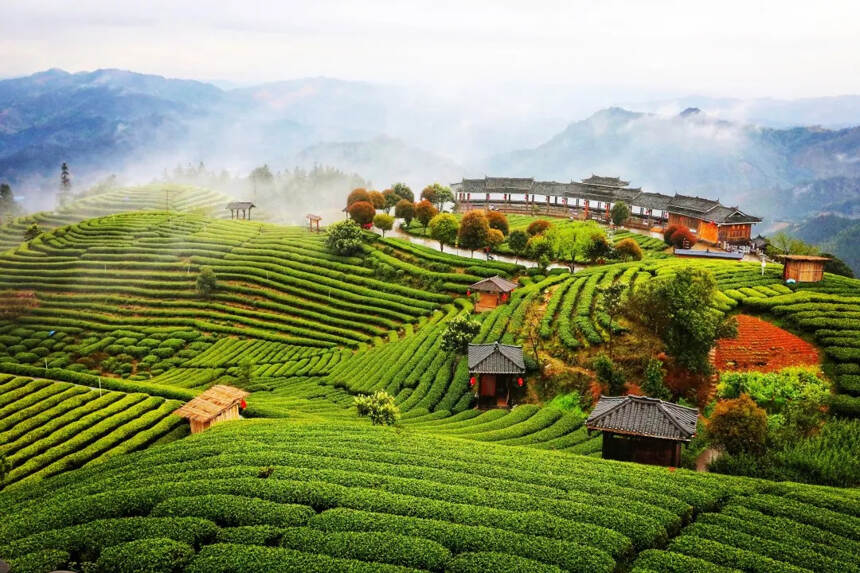 《2021中国茶叶行业发展报告》正式发行