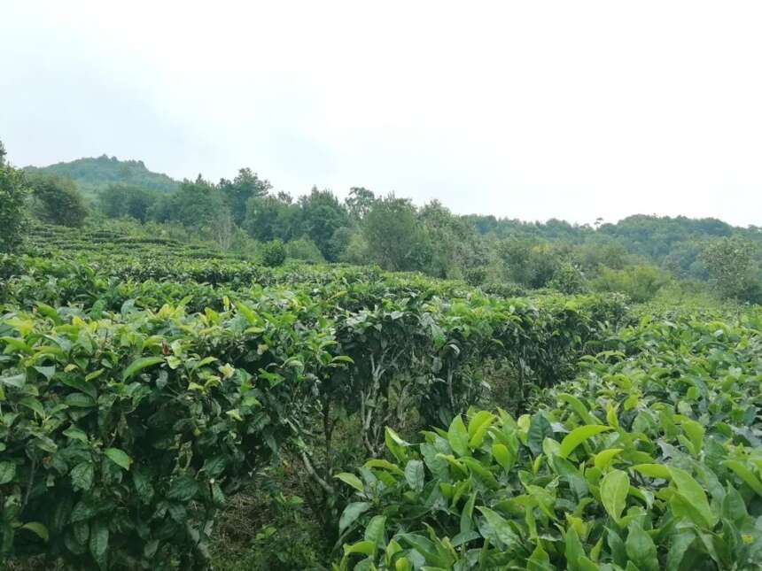 茗企腾飞丨科技助力茶业，科学改变农业