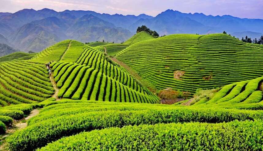 随州茶产业出口“四个对策”，重塑神农茶祖历史品牌