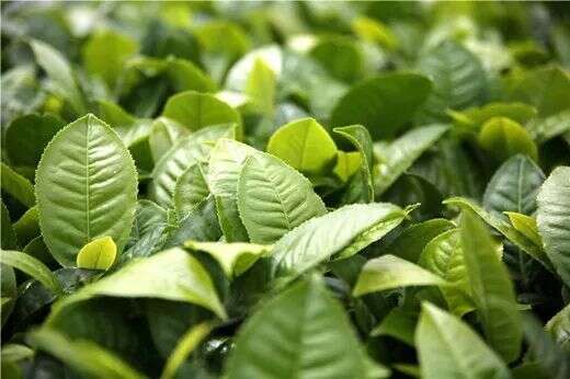 一样是茶树叶，不一样的命运，制红茶还是制绿茶，如何判断？