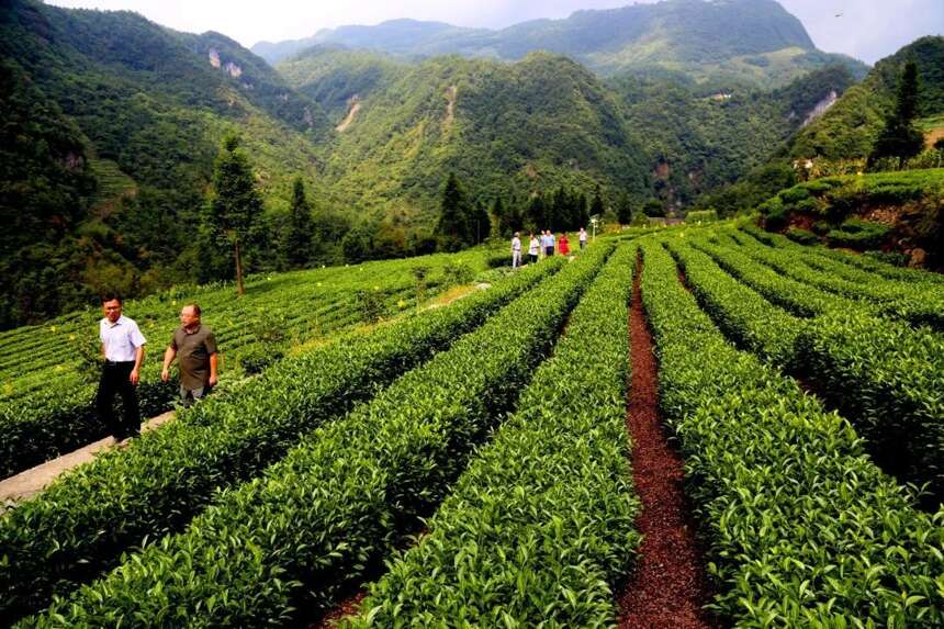 全国唯一的丝绵茶，产地在湖北