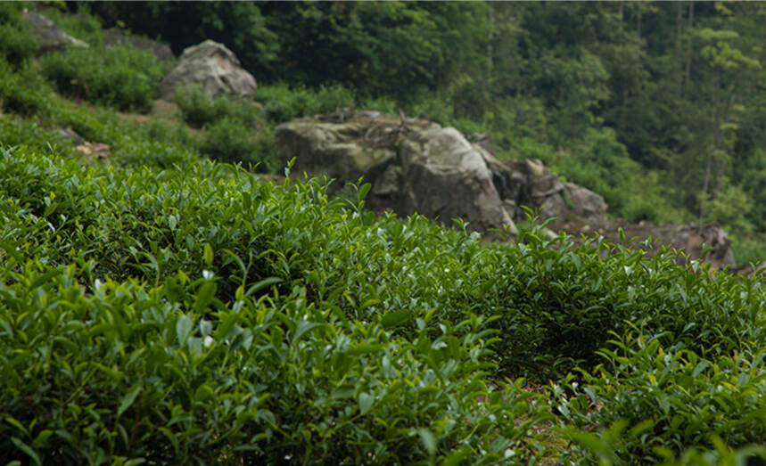 武夷岩茶常见36种茶树品种