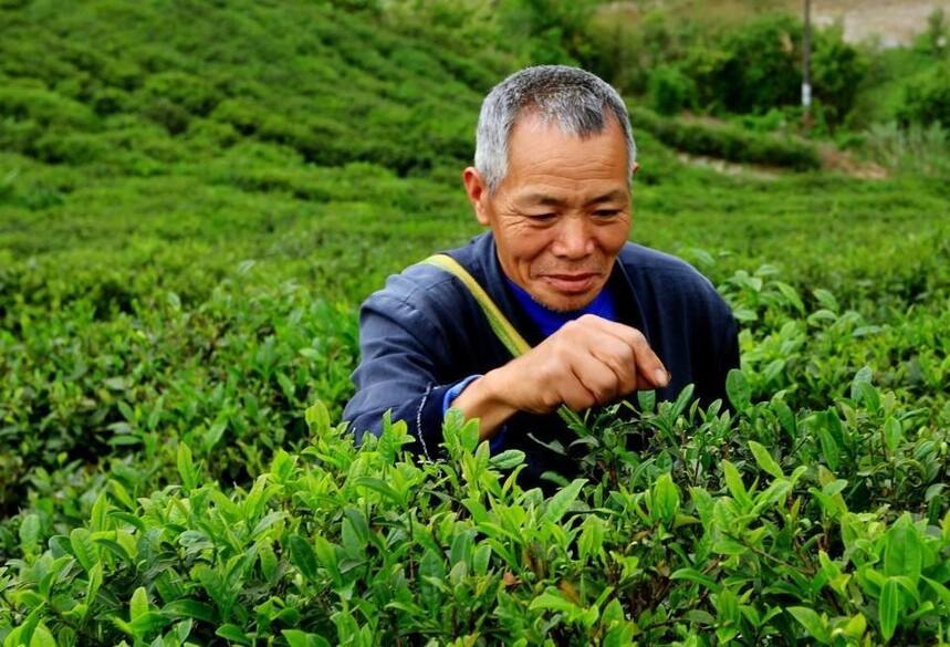 中国茶人，做茶的目的20%是为了赚钱，80%是因为情怀