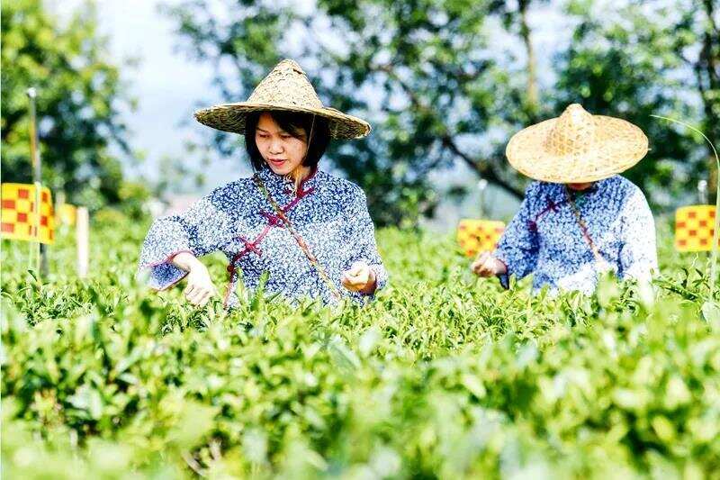 「茶讯」“茶船古道”又飘茶香——广西梧州市六堡茶产业发展调查