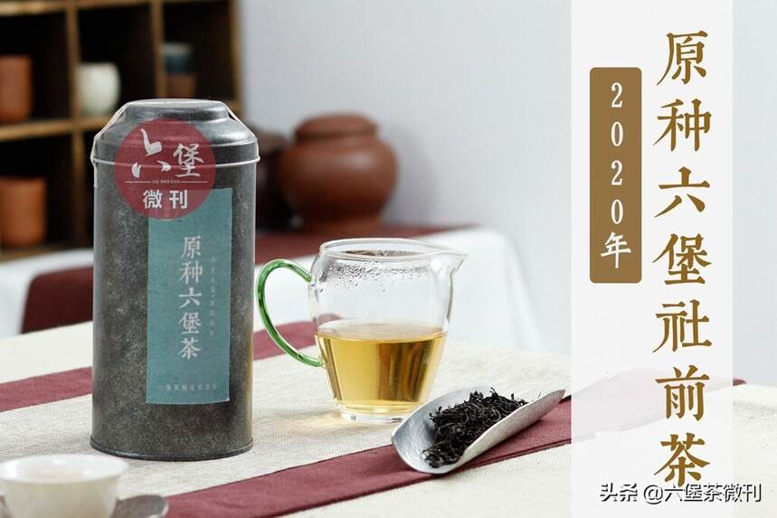 「上新」一杯春茶归自然，原种六堡社前茶，尝鲜开始啦！