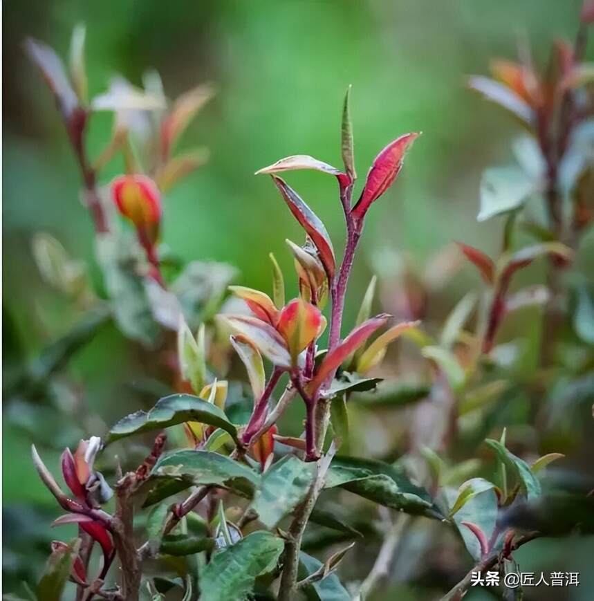 印象国茶·古树紫芽 | 荒野中的仙子，遗世独立