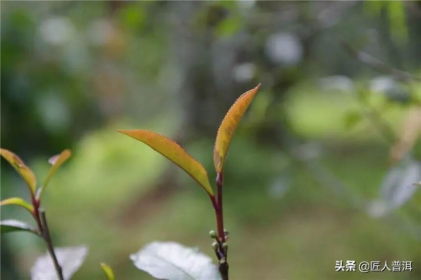 印象国茶·古树紫芽 | 荒野中的仙子，遗世独立