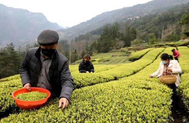 “一叶茶”牵动两地情 余杭助力湖北省咸丰县茶产业链建设