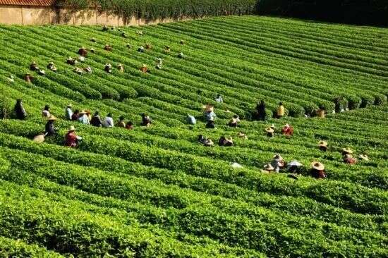 「重要通知」关于统筹做好2022年茶产业发展有关工作的通知