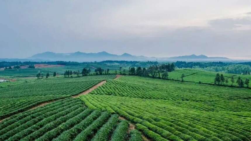 赤壁百亿青砖茶产业是如何炼成的？